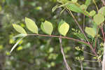 Poison sumac